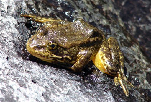 Tree-Thinning Project Tabled Over Rare Frogs