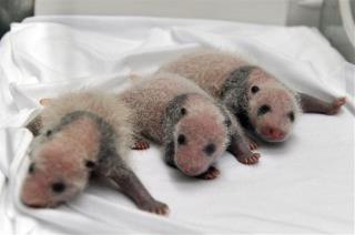China Welcomes World's 1st Living Panda Triplets