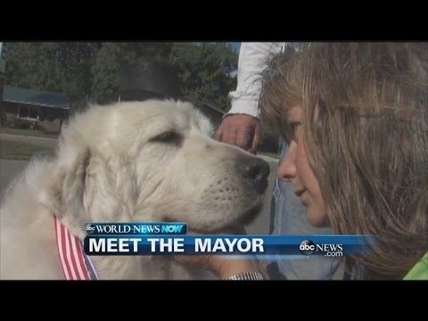 Meet Minnesota's Newest Mayor: Duke the Dog