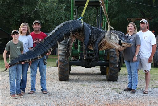 Biggest Gator Ever Caught Topped 1K Lbs., Broke Scale