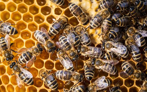 50K Bees Found in Queens Apartment