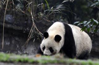 Panda Faked Pregnancy for Extra Bamboo