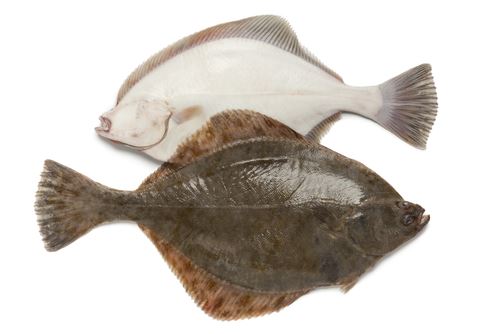 Don't Feel Guilty for Eating These 21 Fish