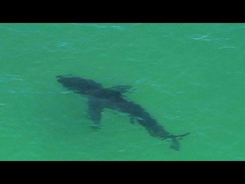 Shark Kills Aussie Swimmer