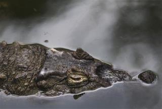 Woman Commits Suicide by Crocodile
