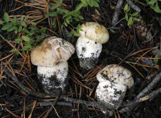 3 New Mushroom Species Found in Supermarket