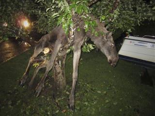 Experts: Drunk Moose Are a Myth