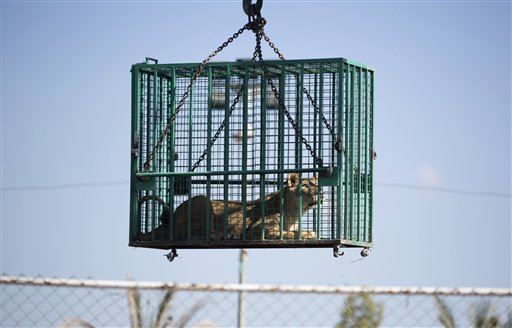 Gaza's Lions Find New Home