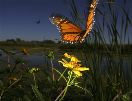 Monarch Origin Shocks Scientists