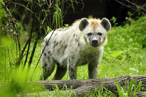 Zoo Spends Years Trying to Mate Male Hyenas