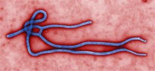 Why Do Only Certain Ebola Patients Bleed?