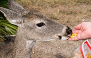 Zoo Admits It Kills Extra Deer, Serves Them to Eat