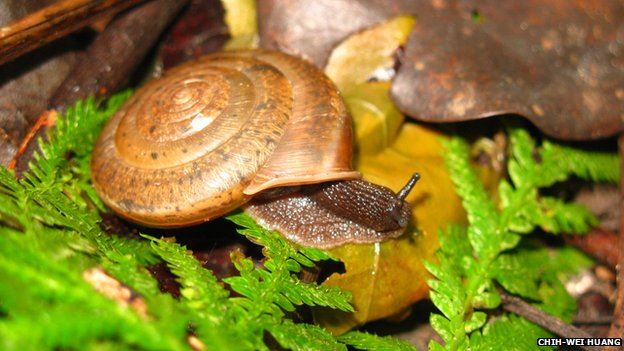 New Hermaphrodite Snail Gets Unusual Name