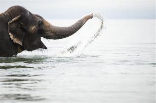 Elephants May Know When It's Raining 150 Miles Away