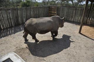 Rhino Species Down to Last 6