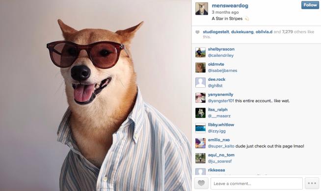 Couple Pulls in $15K a Month—for Doggie Dress-Up