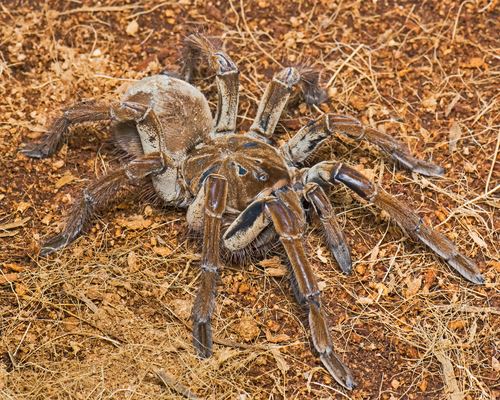 Scientist Kills Spider, Gets Death Threats