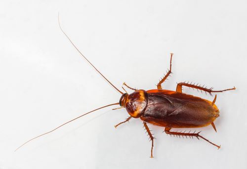 City's Pest Control Chief One-Upped by Cockroach