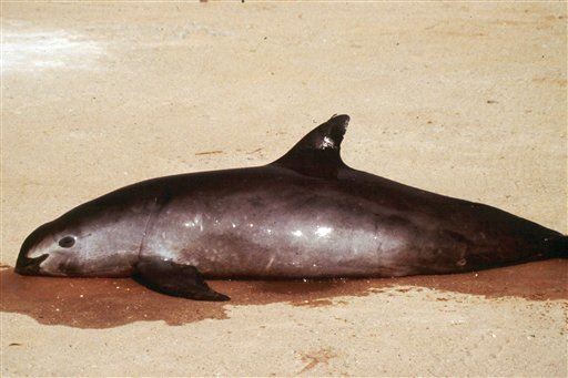 Dumped Porpoise May Have Died From Too Much Mating