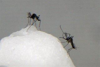 Pantyhose Help Reveal Why Mosquitoes Prefer Humans