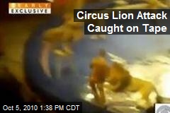 Circus Lion Attack Caught on Tape