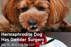 Hermaphrodite Dog Gets Gender Reassignment Surgery