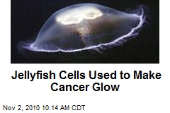 Jellyfish Cells Used to Make Cancer Glow