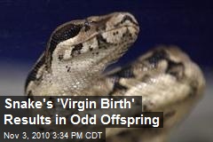 Snake's 'Virgin Birth' Results in Odd Offspring