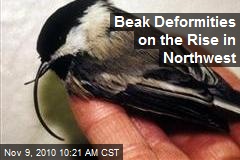 Beak Deformities on the Rise in Northwest