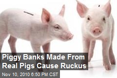 Piggy Banks Made From Real Pigs Cause Ruckus
