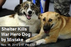 Shelter Kills War Hero Dog by Mistake