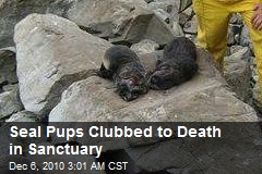 Seal Pups Clubbed to Death in Sanctuary