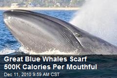 Great Blue Whales Scarf 500K Calories Per Mouthful