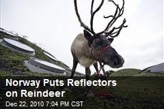 Reindeers with reflectors to stop car crashes.