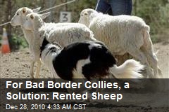 Baaa-d Dog: Border Collies Get Sheep to Herd