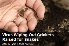 Virus Wiping Out Crickets Raised for Snakes
