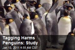 Tagging Hurts Penguins: Study
