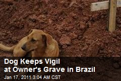 Brazil Dog Keeps Vigil at Owner's Grave