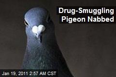 Drug-Smuggling Pigeon Nabbed