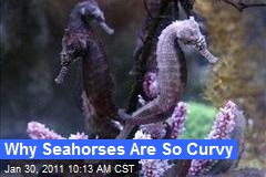 Why Seahorses Are So Curvy
