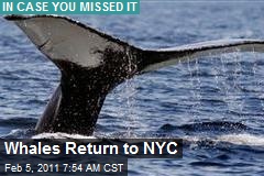 Whales Return to NYC