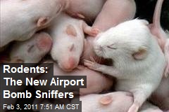 Rodents: The New Airport Bomb Sniffers