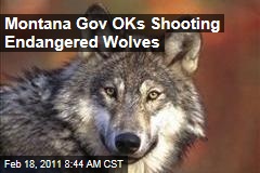 Montana Governor Brian Schweitzer OKs Shooting Endangered Wolves