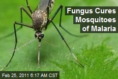 Fungus Cures Mosquitoes of Malaria