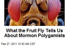 What the Fruit Fly Tells Us About Mormon Polygamists