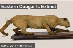 Eastern Cougar Is Extinct