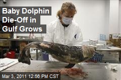Baby Dolphin Die-Off in Gulf Grows