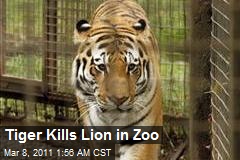 Tiger Kills Lion in Zoo