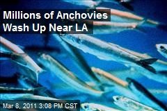 Millions of Anchovies Wash Up Near LA