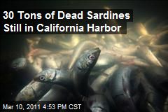 30 Tons of Dead Sardines Still in California Harbor